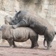 Rinocerontes apareamiento